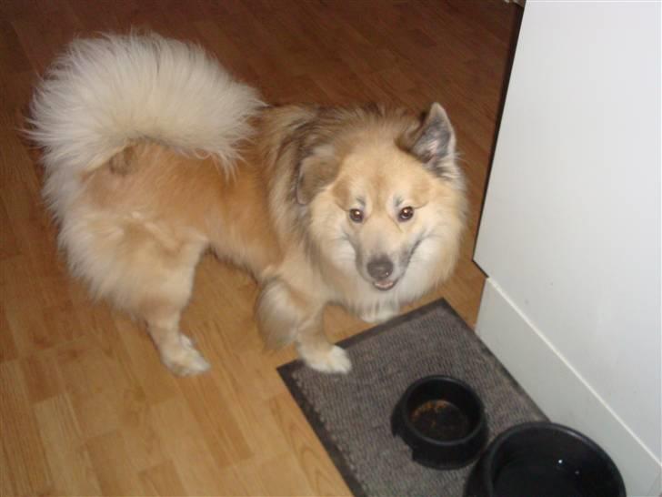 Islandsk fårehund Loki billede 1