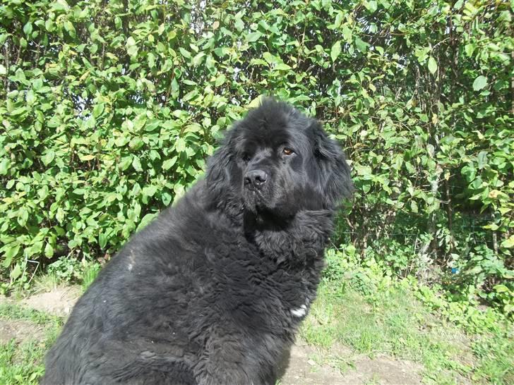 Newfoundlænder Buller (RIP): billede 9