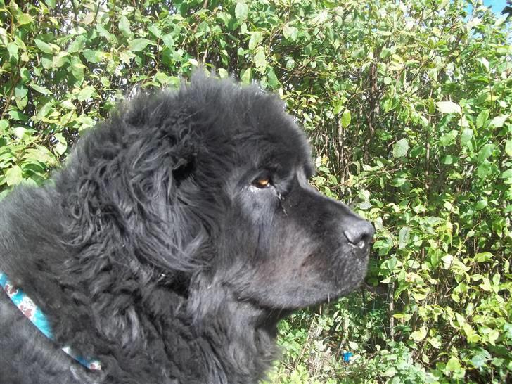 Newfoundlænder Buller (RIP): billede 10
