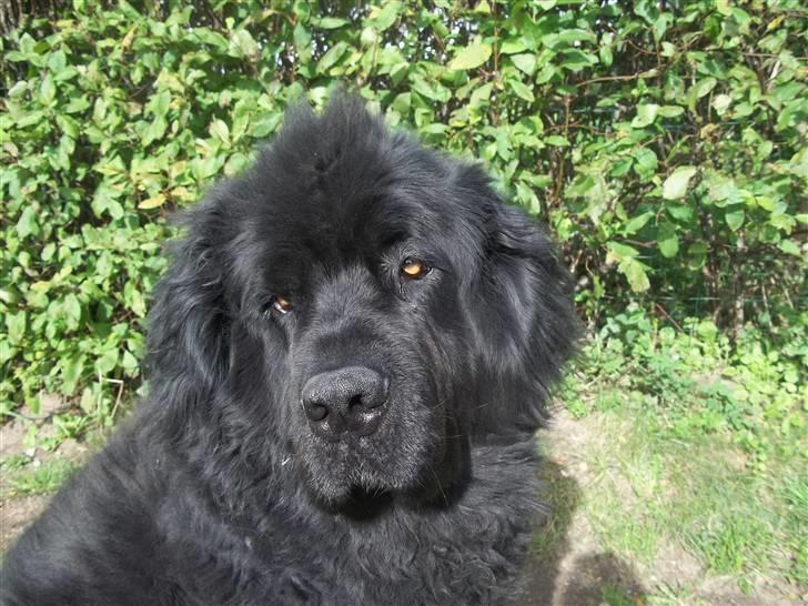 Newfoundlænder Buller (RIP): billede 11
