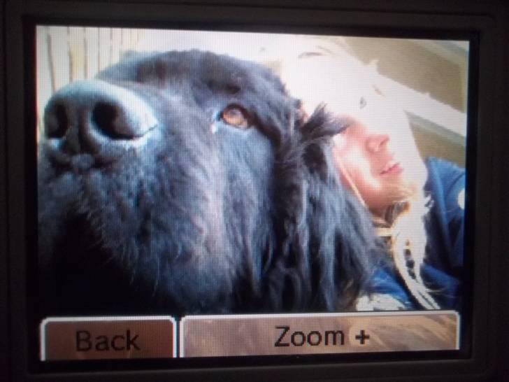 Newfoundlænder Buller (RIP): billede 12