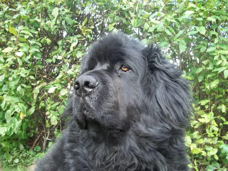 Newfoundlænder Buller (RIP): billede 13