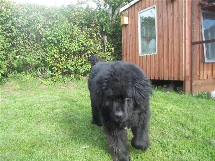 Newfoundlænder Buller (RIP): billede 14