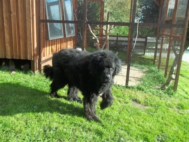 Newfoundlænder Buller (RIP): billede 15