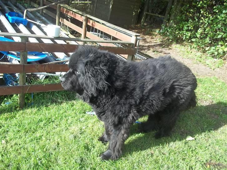 Newfoundlænder Buller (RIP): billede 16