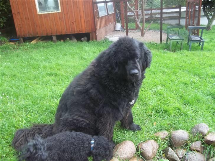 Newfoundlænder Buller (RIP): billede 17