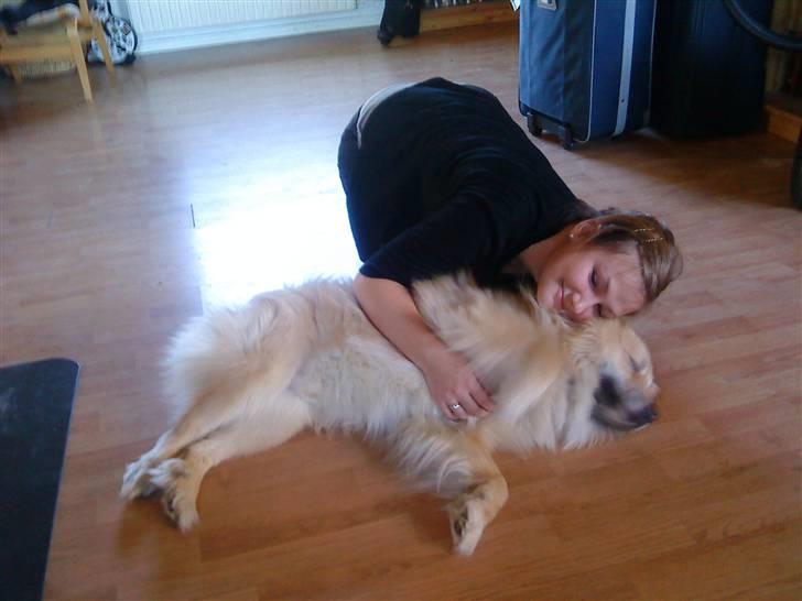 Islandsk fårehund Loki - Loki elsker at blive nusset billede 2