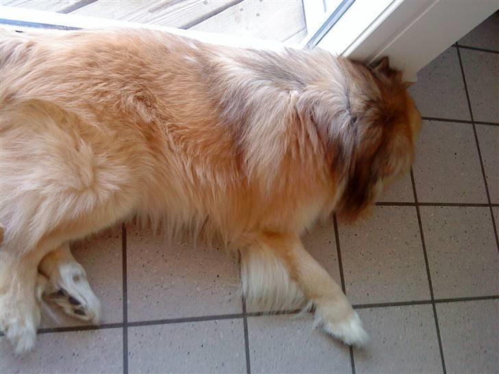 Islandsk fårehund Loki billede 3