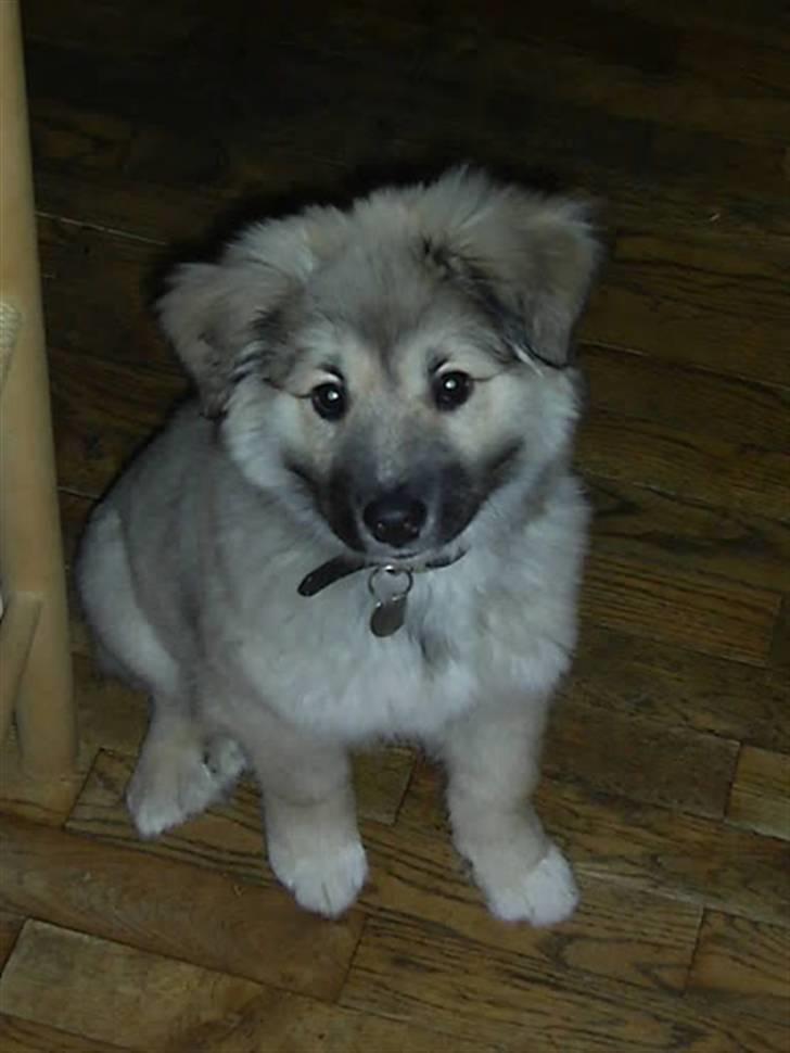 Islandsk fårehund Loki - Sød, sød hvalp billede 4