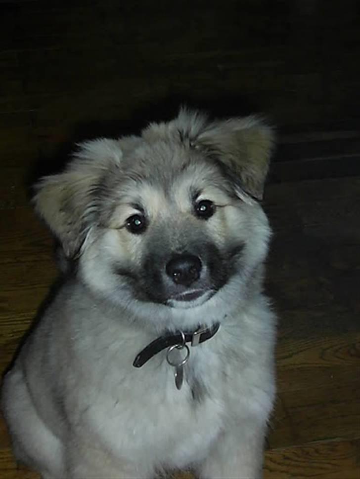 Islandsk fårehund Loki - Ham kan man da ikke stå for billede 5