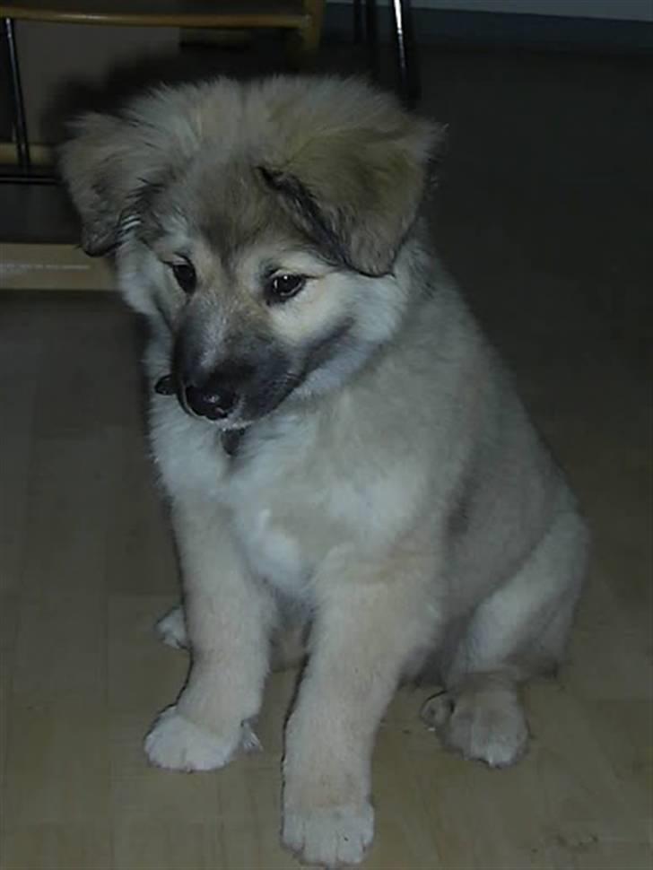 Islandsk fårehund Loki billede 6