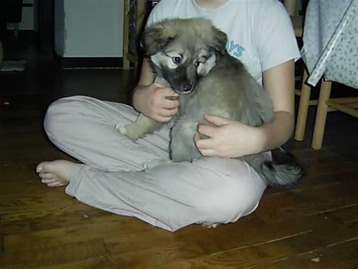 Islandsk fårehund Loki - På skødet af Marie billede 7
