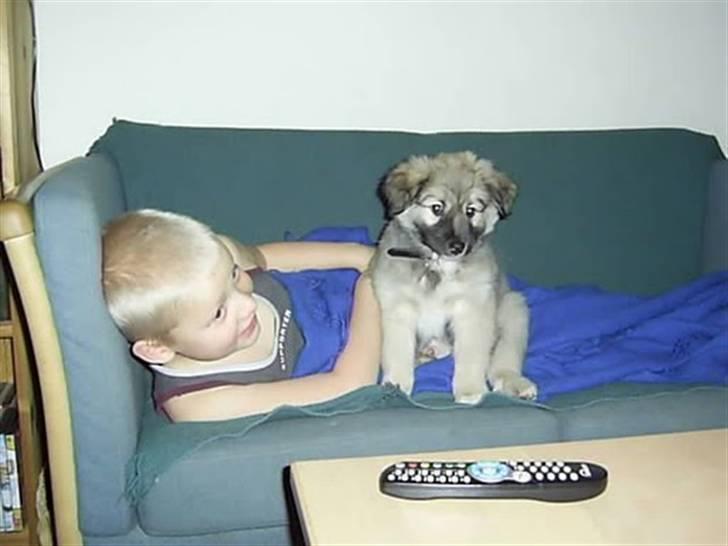 Islandsk fårehund Loki billede 8