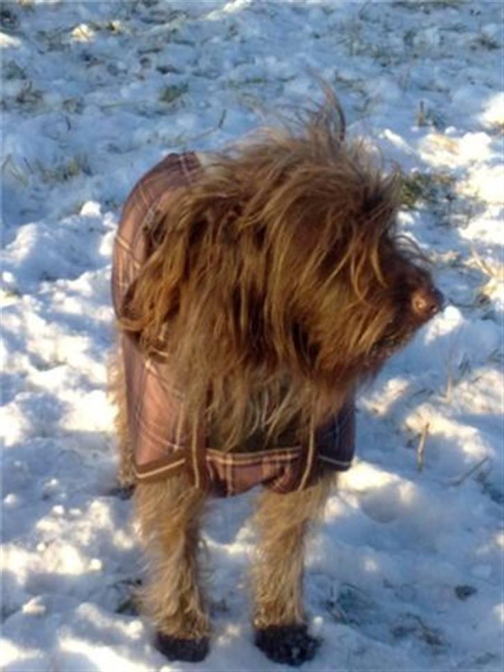 Blanding af racer Gucci billede 3