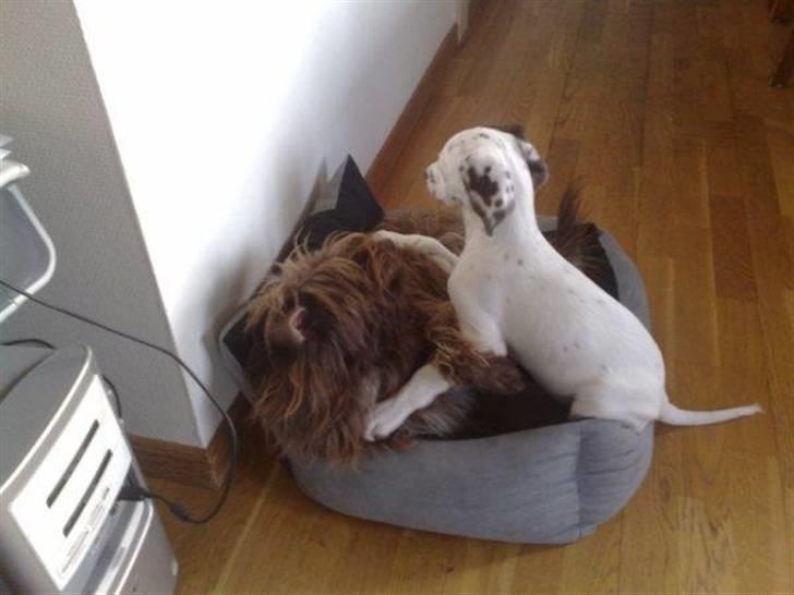 Blanding af racer Gucci billede 4