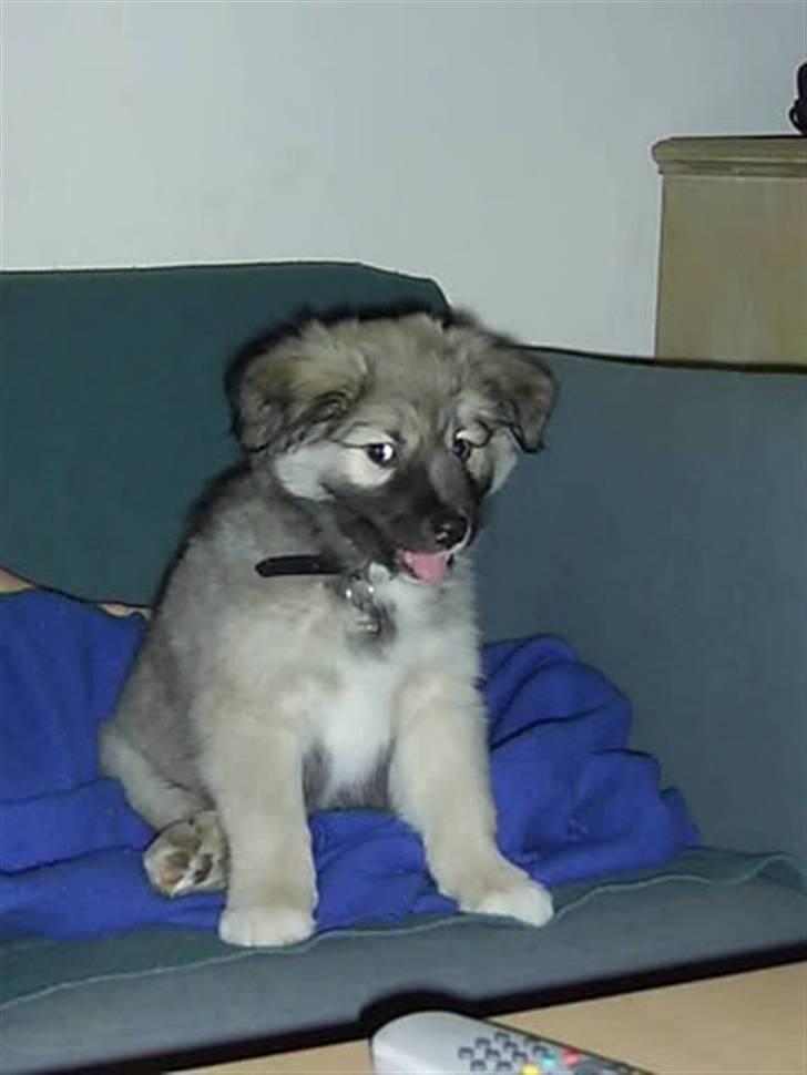 Islandsk fårehund Loki billede 9