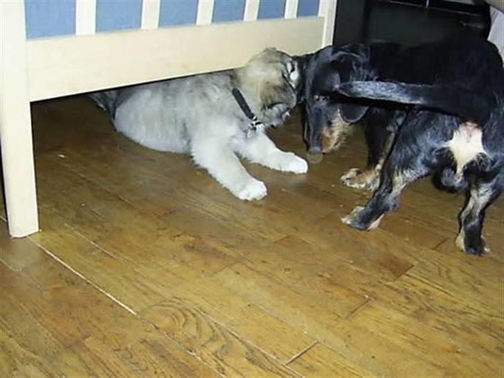 Islandsk fårehund Loki - Loki leger med Sambo billede 10