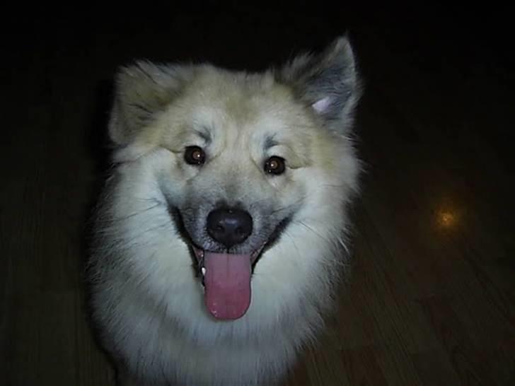 Islandsk fårehund Loki - Et opretstående øre og et "hænge" øre billede 11