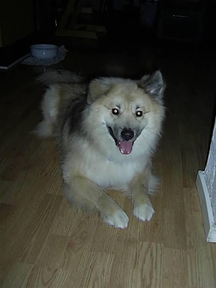 Islandsk fårehund Loki billede 12