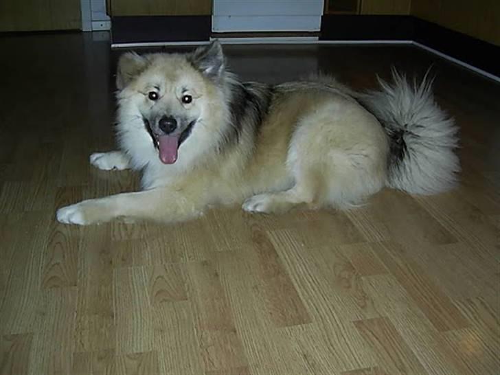 Islandsk fårehund Loki billede 13