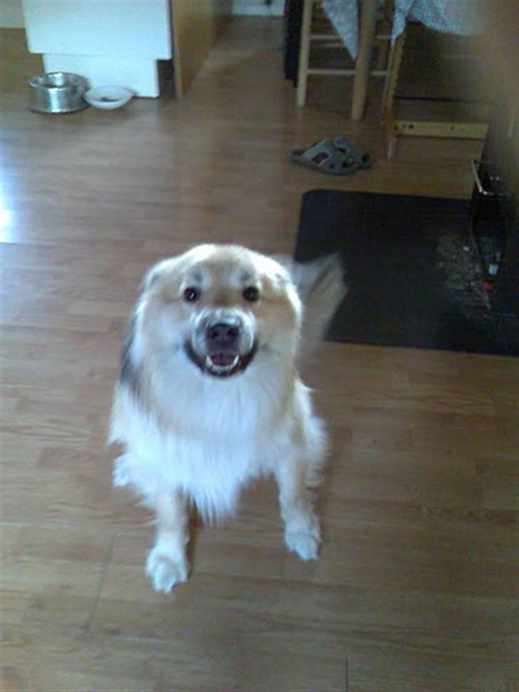 Islandsk fårehund Loki - Kan gø på kommando. billede 14