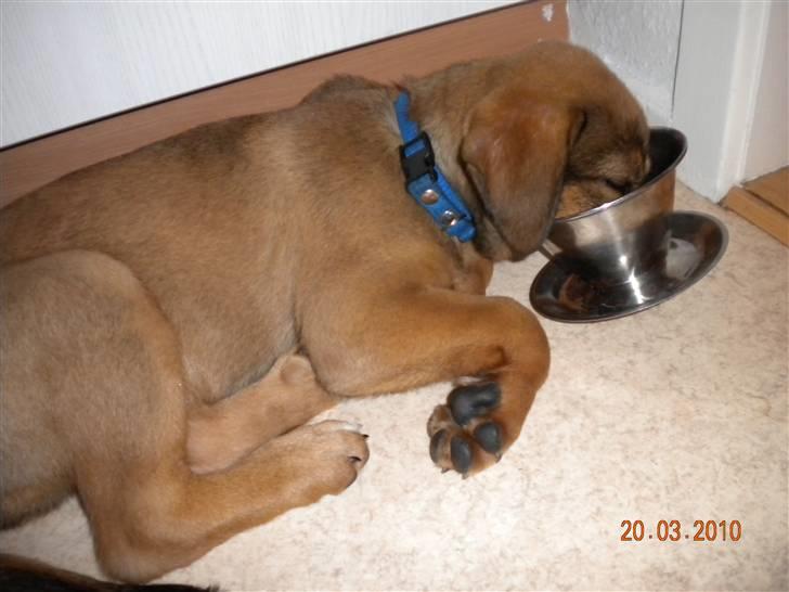 Blanding af racer Balo - hov faldt jeg i søvn, med hovedet i mad skålen hehe billede 12