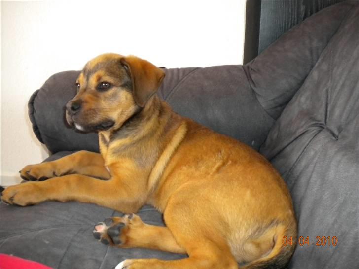 Blanding af racer Balo - Balo 12 uger :o) billede 13