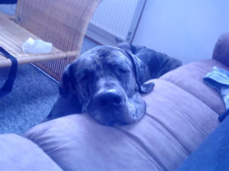 Grand danois Malthe billede 1