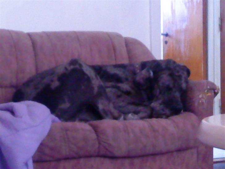 Grand danois Malthe billede 2