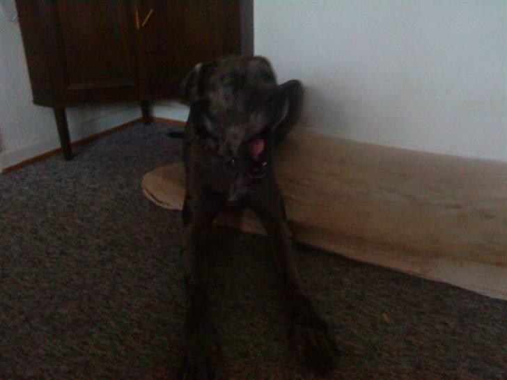 Grand danois Malthe billede 3