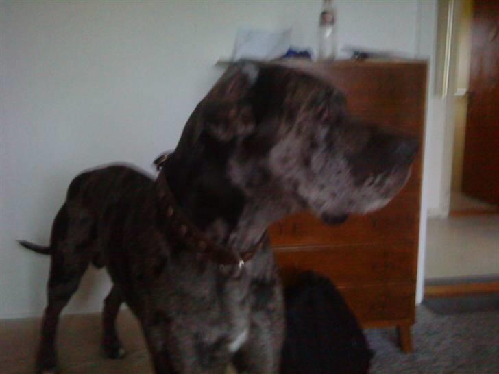 Grand danois Malthe billede 4