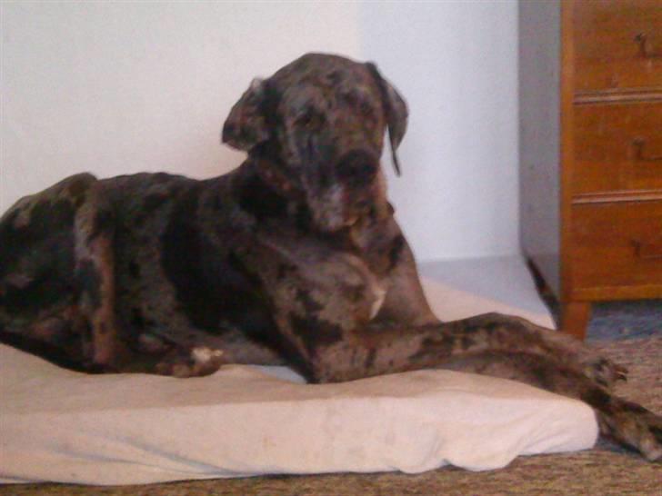 Grand danois Malthe billede 5