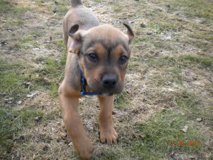 Blanding af racer Balo billede 14