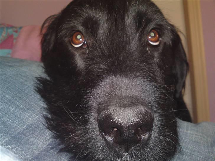 Blanding af racer Leopold - Årh. billede 16