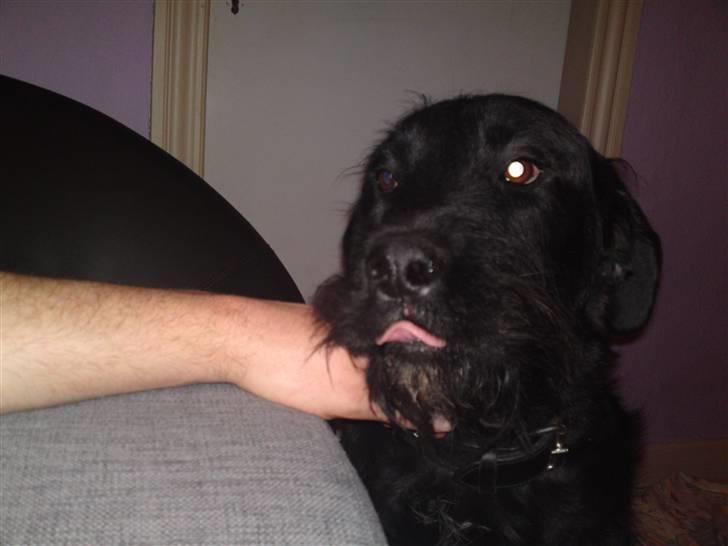 Blanding af racer Leopold - Se mor jeg kan række tunge. billede 17