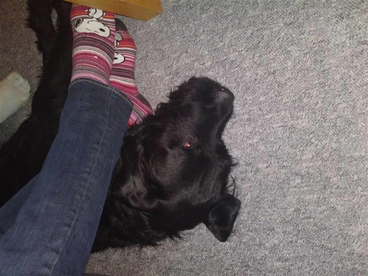 Blanding af racer Leopold - Mmmm her ligger man godt. billede 18