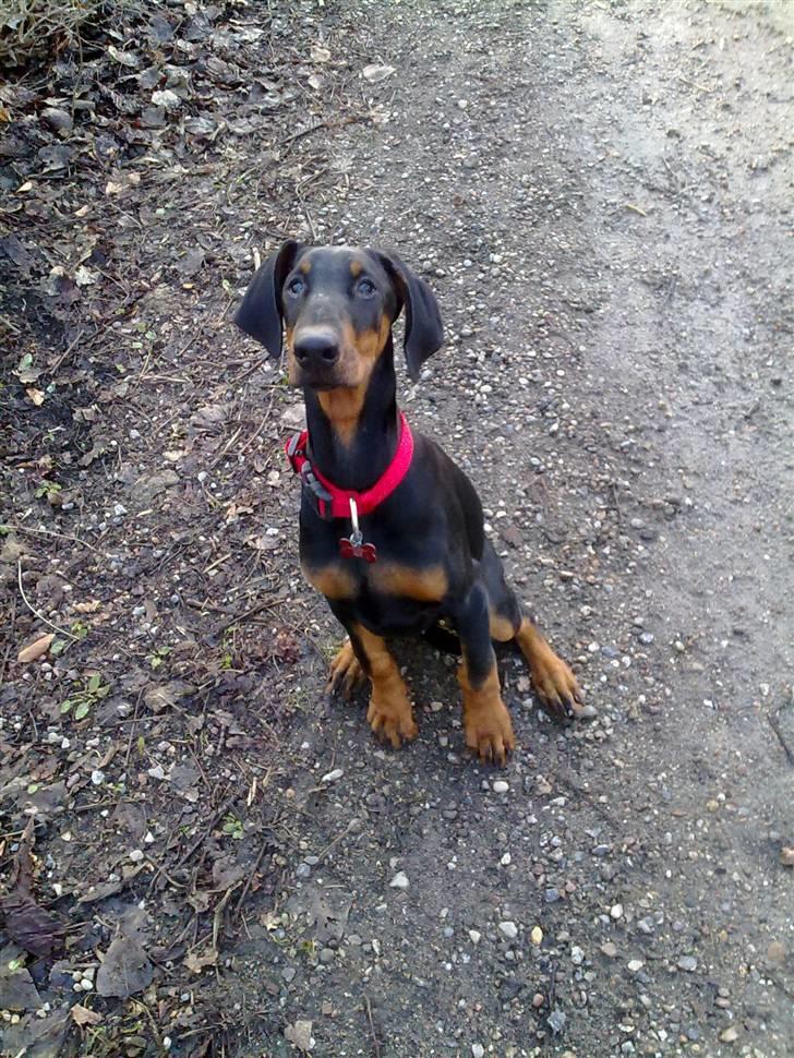 Dobermann GOF Excellent Evita billede 1