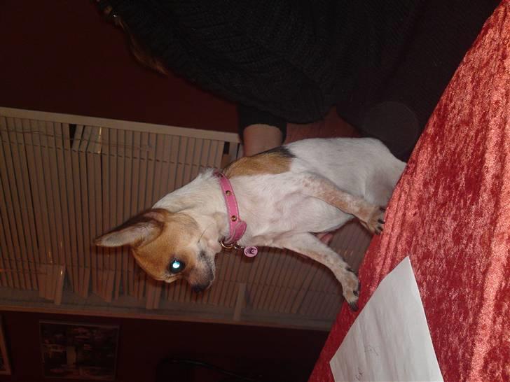 Chihuahua Bella - Mad?!? billede 17