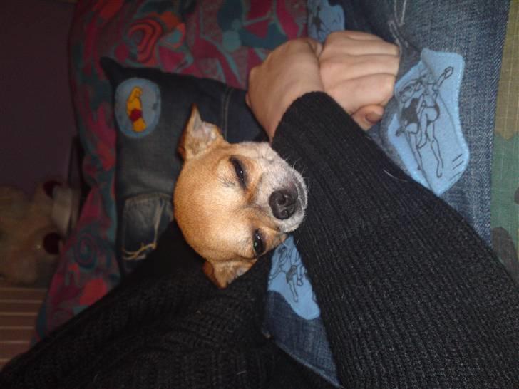 Chihuahua Bella - Niiiiiice billede 18