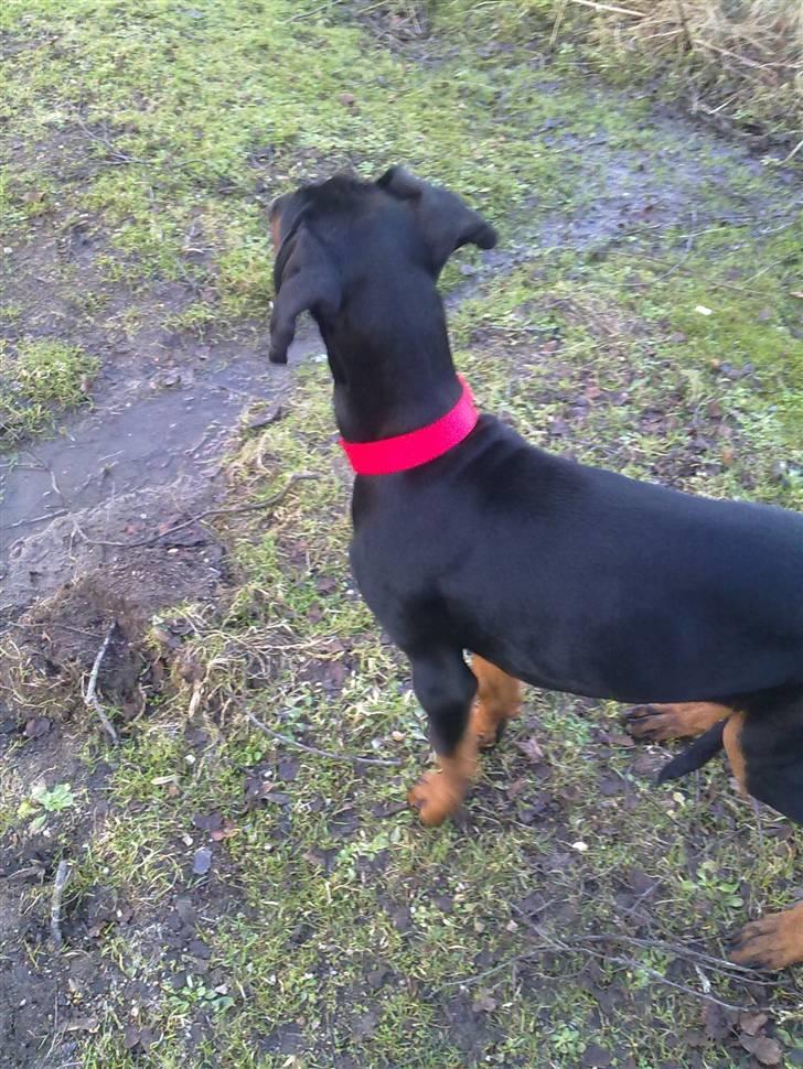 Dobermann GOF Excellent Evita billede 3