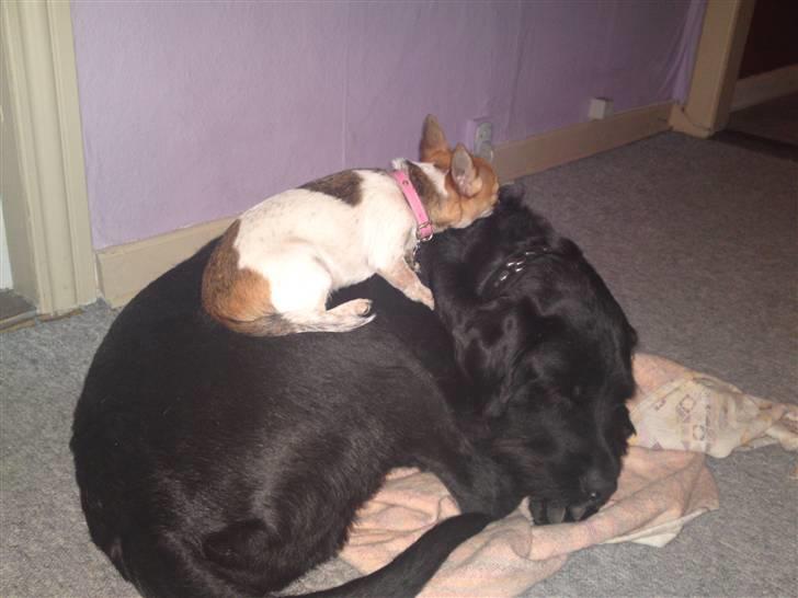 Chihuahua Bella - Fælles hygge :O) billede 19