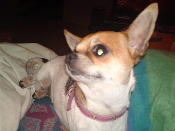 Chihuahua Bella - hej hej hej billede 20