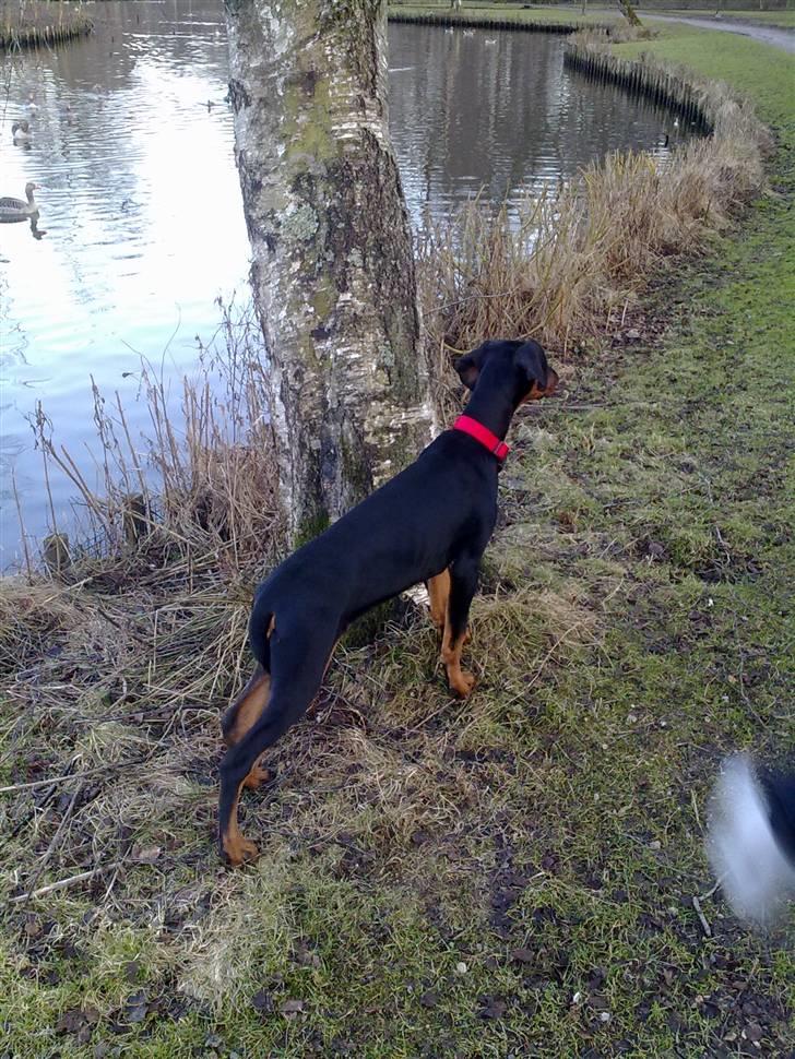 Dobermann GOF Excellent Evita billede 4