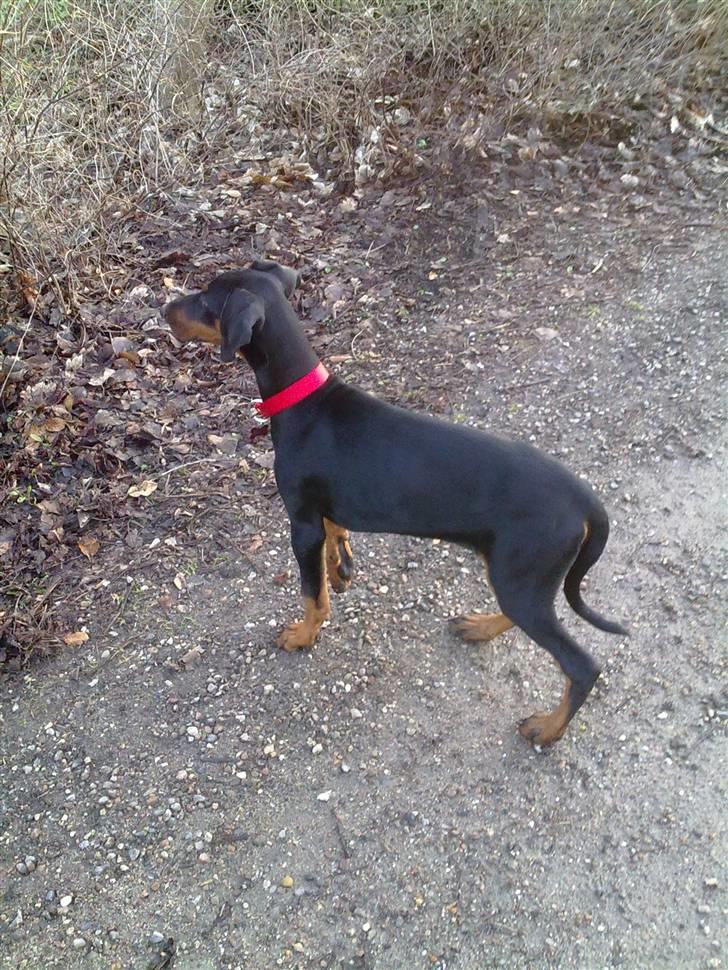 Dobermann GOF Excellent Evita billede 8