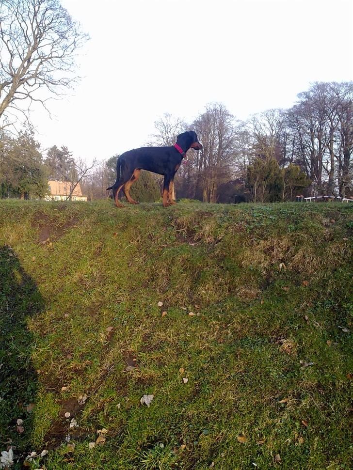 Dobermann GOF Excellent Evita billede 11