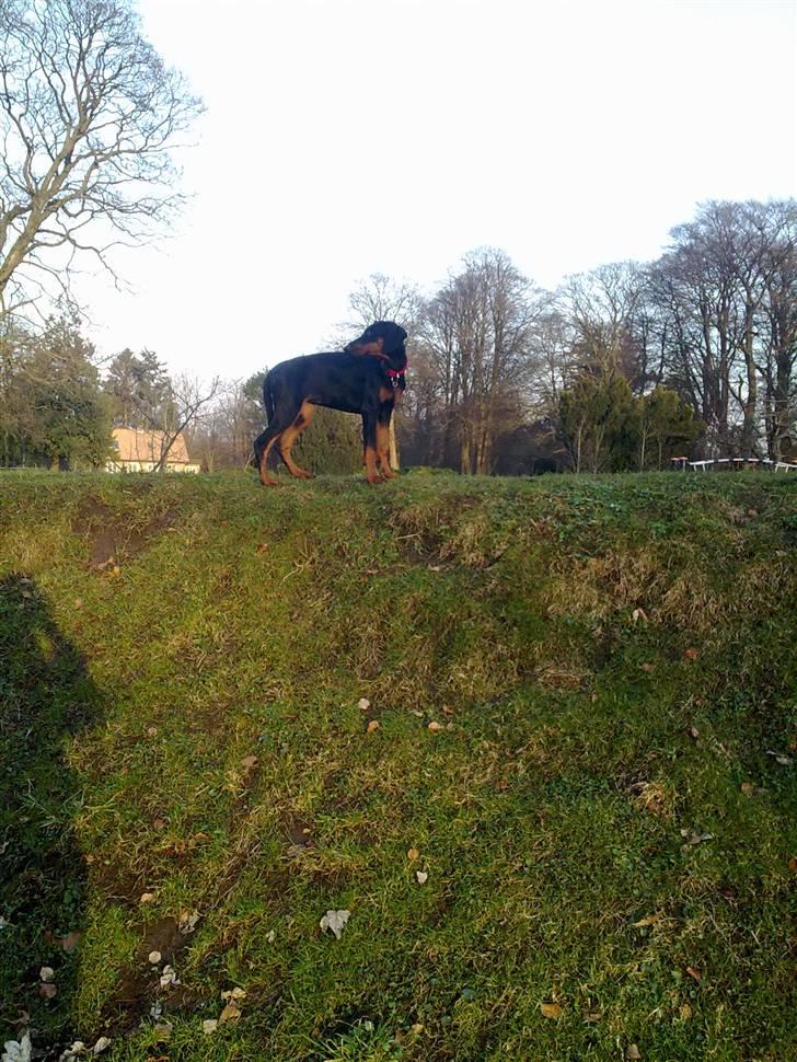 Dobermann GOF Excellent Evita billede 12