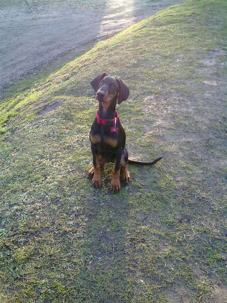 Dobermann GOF Excellent Evita billede 14