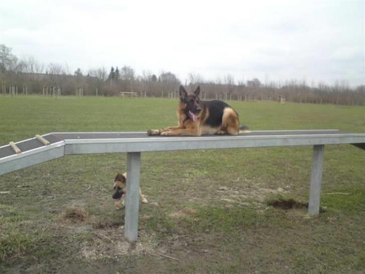 Schæferhund Anton (Almebo´s Obelix) billede 9