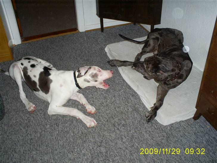 Grand danois Malthe - fuld leg billede 6