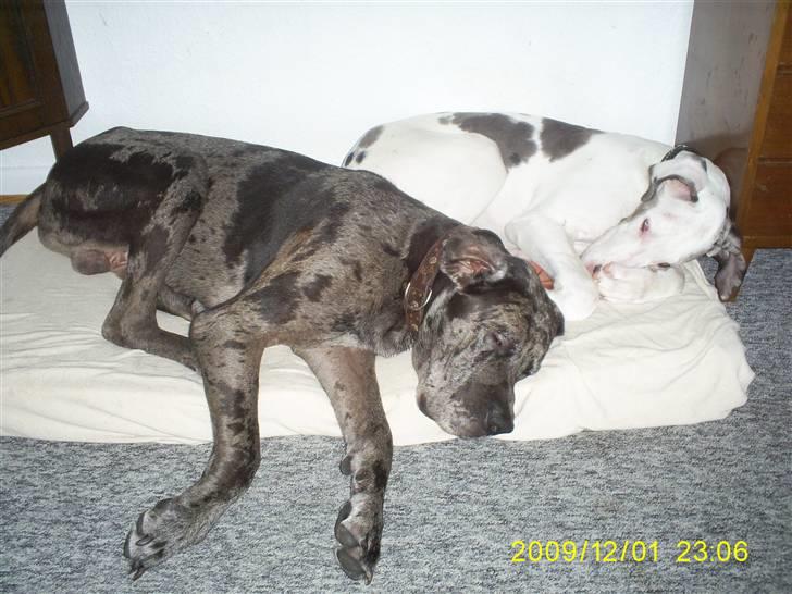 Grand danois Malthe billede 7